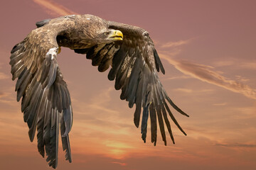 eagle flying in the blue sky. Imperial Eagle in flight. Shaving flying eagle on a background of blue sky. Eagle, hawk looking for prey. Flying birds of prey during a hunt