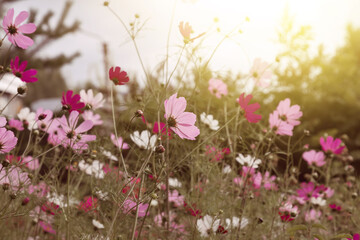 Spring or summer floral natural background or design. Pink and white cosmos flowers in the garden in the early morning.