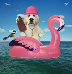 Fotobehang A dog labrador in a pink straw hat with ice cream is floating on an inflatable flamingo in the sea at a resort. © iridi66