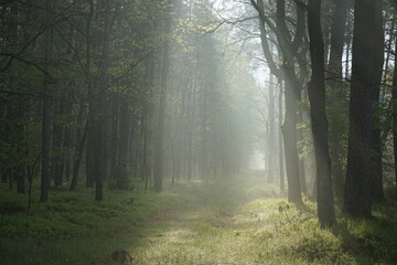 Naklejka premium Leśna droga o poranku. Wscodzące slońce w lesie. Smugi światła