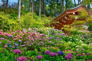 三室戸寺の紫陽花