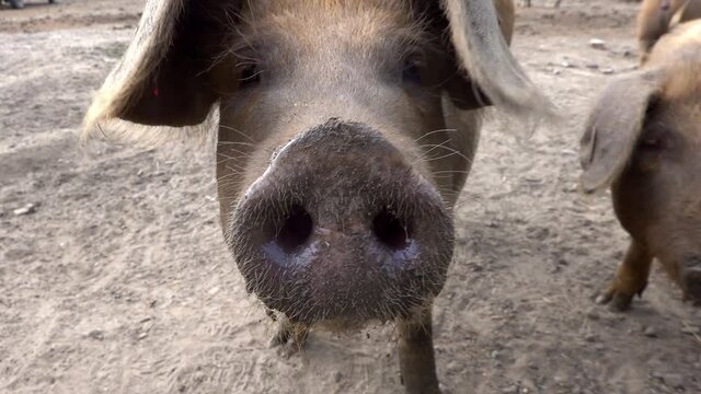 Close-up of a pig, Sus scrofa domesticus, with a trunk with large nostrils kissing the camera lens.