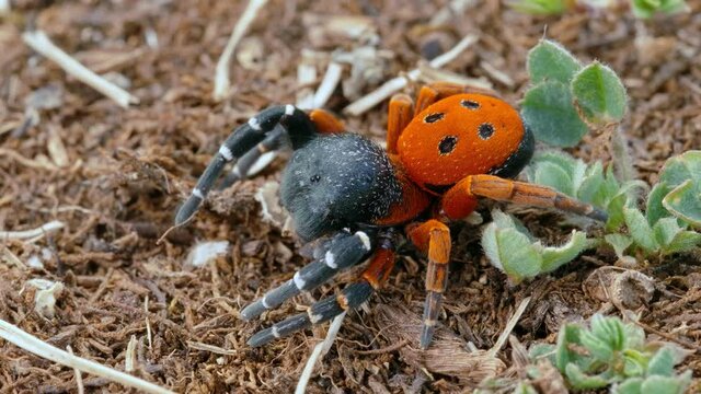 Angry red ladybird spider Eresus moravicus threatening