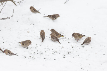 A flock of greenfinches and tap dancers eat seeds in the snow. Helping wild birds during the cold season