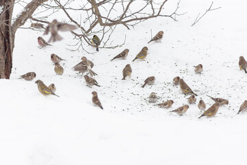 A flock of greenfinches and redpolls eat seeds in the snow. Helping wild birds during the cold season