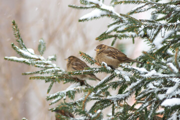 House sparrows (Passer domesticus) on snowy spruce branches. Synanthropic species of wild animals