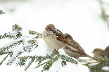 House sparrows (Passer domesticus) on snowy spruce branches. Synanthropic species of wild animals