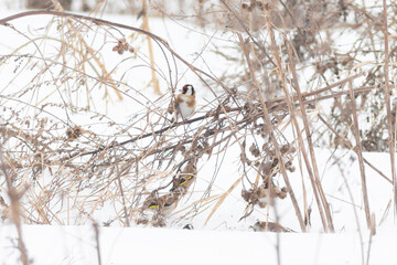 A flock of goldfinches looking for food in the thickets of dry burdock in the cold winter