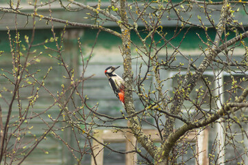 Great spotted woodpecker on a tree in the garden in spring