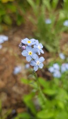 Forget-Me-Not Flowers. Closeup Of Beautiful Little Blue Blooms. Myosotis In The Summer Garden. Metaphor For Memory.