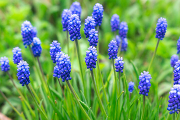 Beautiful muscari flowers in the garden. Natural floral background with blue flowers
