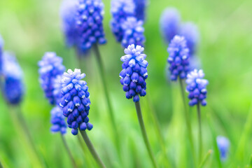 Beautiful muscari flowers in the garden. Natural floral background with blue flowers