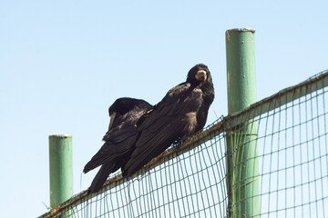 Two rooks (Corvus frugilegus) on a metal fence