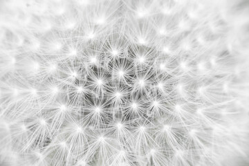 Dandelion seeds, macro. Close-up natural background