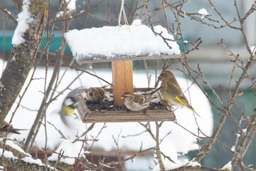 Redpolls, greenfinches and great tits on a feeder in the garden