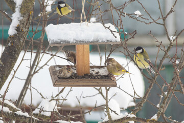 Redpolls, greenfinches and great tits on a feeder in the garden