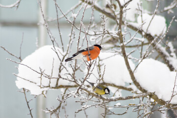 Bullfinch (Pyrrhula pyrrhula) and Great Tit (Parus major) on a snowy tree in the winter garden
