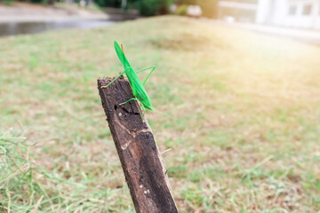 Conehead Grasshopper is lonely