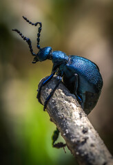 Violetter Ölkäfer, Weibchen - Meloë violaceus