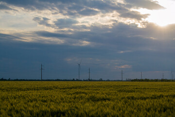 Fototapeta na wymiar wheat field. wind farm in the background. dark sky at sunset