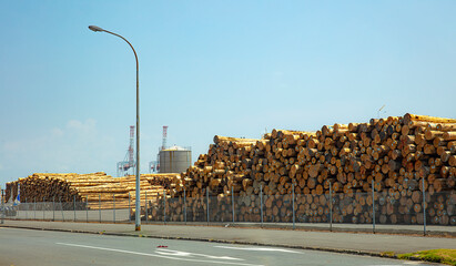 Load of harvested pine logs waiting to be exported in Port Tauranga, New Zealand.