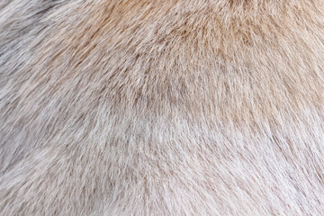 Fur light brown background of dog with nature line seamless patterns