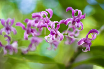 Purple endrobium orchids flower branch on blurred green garden background with bokeh