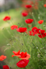 Photo of a blooming red poppy.