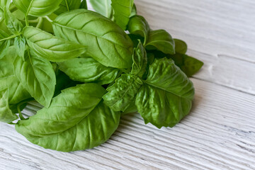Fragrant green basil on wooden white, vintage background.