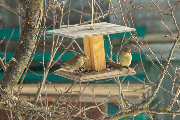 Greenfinches on a tree feeder in the winter garden. Taking care of wild birds during the cold season