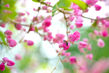 Fototapeta premium Honey bees pollinating a flower on a pink flower. Mexican creeper, blooming pink flowers on blur nature background with selectived focus