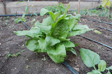 Spinach bush under drip irrigation. Growing vegetables in the open field.