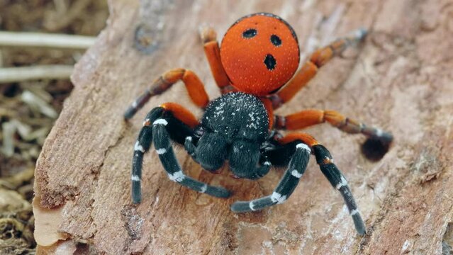 Angry red ladybird spider Eresus moravicus threatening