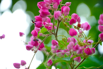 Honey bees pollinating a flower on a pink flower. Mexican creeper, blooming pink flowers on blur nature background with selectived focus