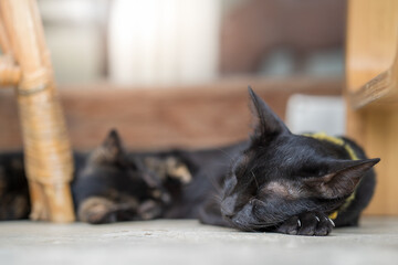 black mother cat sleeping with little kitten at concrete floor.