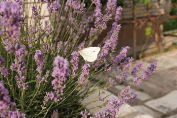 Lavender bush. Butterfly on a lavender flower close-up.