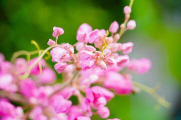 Fototapeta na wymiar Honey bees pollinating a flower on a pink flower. Mexican creeper, blooming pink flowers on blur nature background with selectived focus
