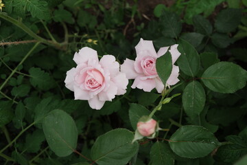 Graceful pink roses. Floral background. Spring blooming garden. Ornamental plants.