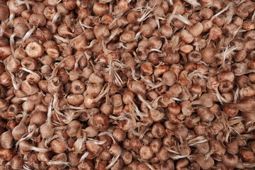 Saffron bulbs. Crocus sativus. Background from planting material.