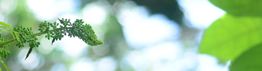 Nature of green leaf in garden at summer. Natural green leaves plants using as spring background cover page environment ecology or greenery wallpaper