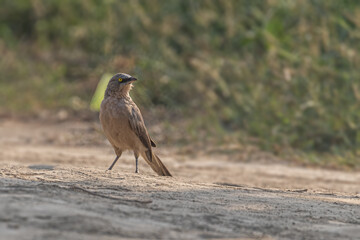 Large Babbler on ground
