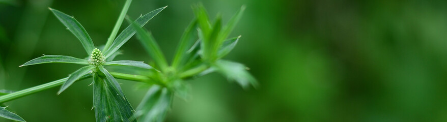 Obraz premium Nature of green leaf in garden at summer. Natural green leaves plants using as spring background cover page environment ecology or greenery wallpaper