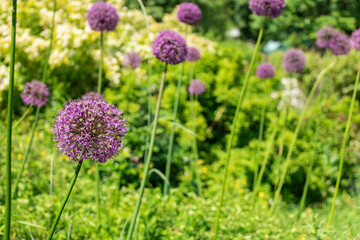Fototapeta premium A round bush of decorative garlic with arrows close-up. Natural green color background.
