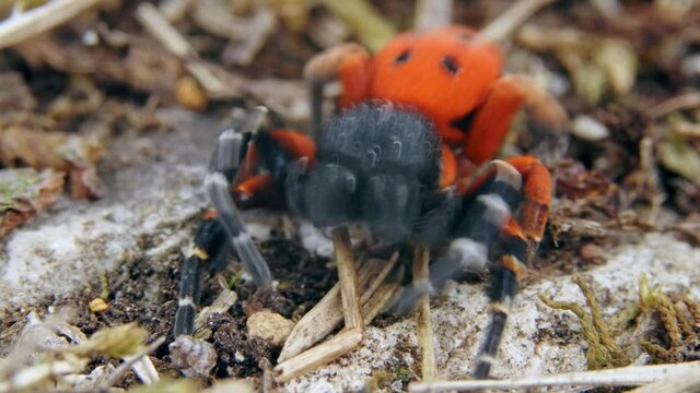 Angry red ladybird spider Eresus moravicus threatening
