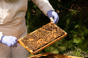 Beekeeper inspecting hives to check on health of the bees. 