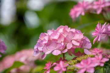 Pale pink hydrangea flower, Closeup