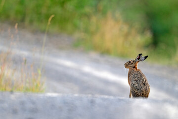 Feldhase // European hare (Lepus europaeus) © bennytrapp