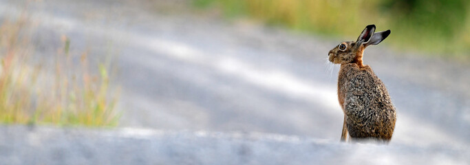 European hare // Feldhase (Lepus europaeus) © bennytrapp