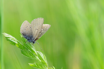 Closeup of a female mazarine blue butterfly (Cyaniris semiargus) on a blade of grass. 