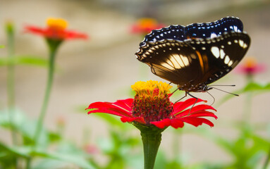 butterfly on zinnia flower